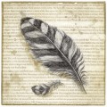 feathers & text